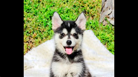 Luke is our perfect F1 Generation Pomsky Hybrid Puppy / Los Angeles, CA / Orange Co - YouTube