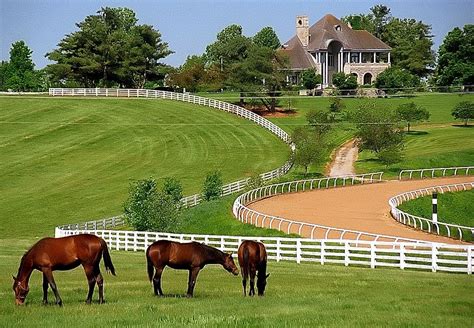 Lexington Kentucky - Donamire Farm | Kentucky horse farms, Farm tour, Horse farms