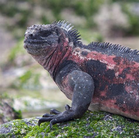 Marine Iguana | National Geographic