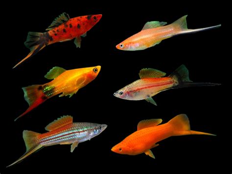 Assorted Swordtail Platies | Freshwater aquarium fish, Fresh water fish tank, Pretty fish