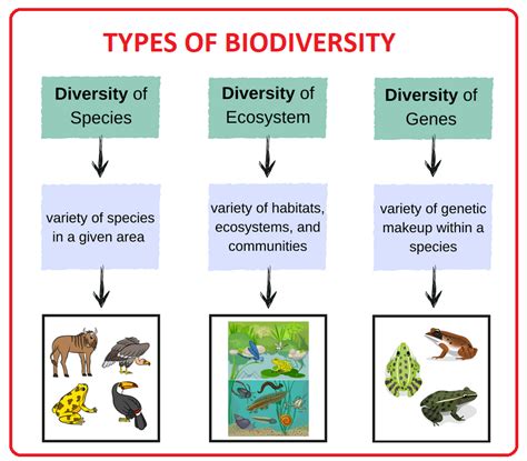 Biodiversity Types Importance And Conservation Of Biodiversity - Bank2home.com