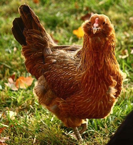 Ameraucana - Wikipedia, the free encyclopedia | Egg laying chickens ...