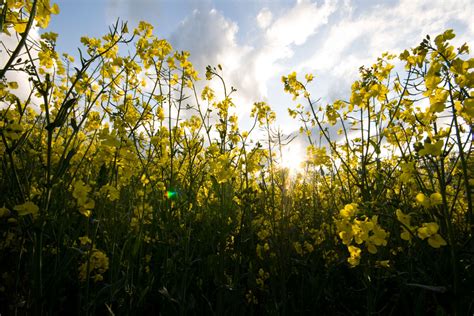 Sunshine flowers | Woodbridge (mostly) Daily Photo