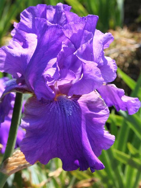 Iris Germanica - His Royal Highness : Iris en Hemerocallis kwekerij ...