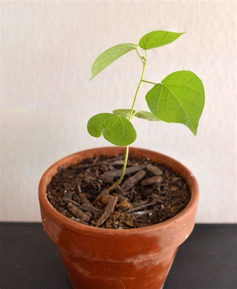 September 13, 2016 Cotton seedling | Seedlings, Planter pots, Planters