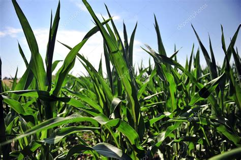 Corn field with young corn pests Stock Photo by ©vipavlenkoff 53975887