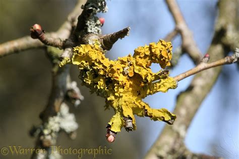 Lichen photo WP33977