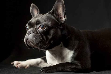 The Top 10 Small Purebred Dog Breeds | Pet Friendly House