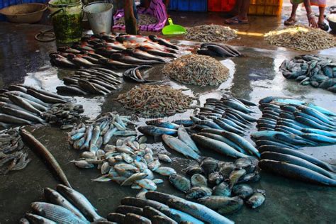 Different Types of Fish Aerranged in Fish Market for Sale in Asia Stock ...