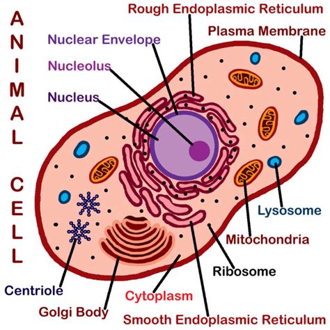 Animal Cell Diagrams Labeled Printable | 101 Diagrams