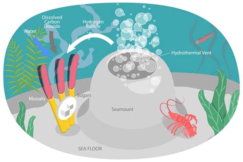 What Is The Deep Sea Chemosynthesis - deepseawonders