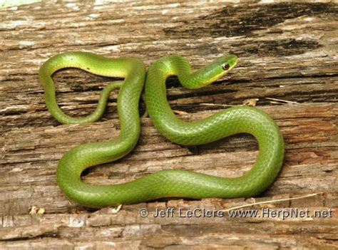 Smooth Greensnake (Opheodrys vernalis) – Amphibians and Reptiles of Iowa