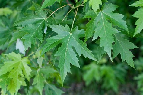 Silver Maple leaves Acer, Morris Arboretum, Silver Maple Leaf, Native Plants, Shrubs, Vines ...