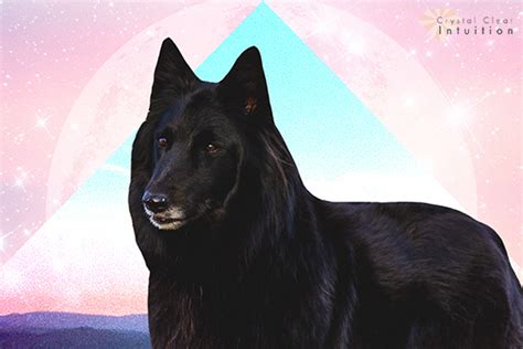 Dreaming of a Black Dog: The Spiritual Meaning & Symbolism