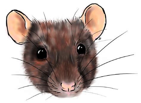 Rat Face by hawksfin on DeviantArt