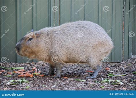 Capybara A Large Rodent Royalty-Free Stock Photography | CartoonDealer.com #128304659