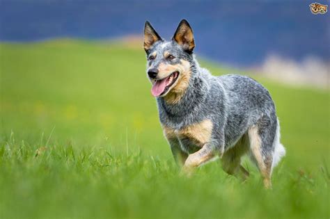 Beautiful Shot of a Heeler __ Blue Heeler Dog Training | Blue heeler ...