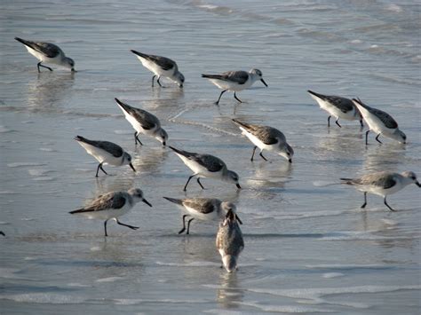 Bird In Everything: Florida Shore Birds Identification