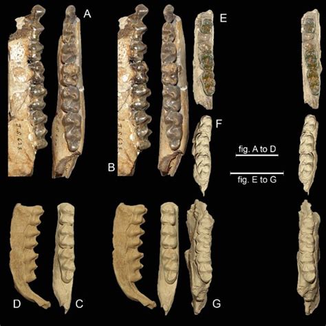 Evolution of the relative height of the check teeth labial cingulum... | Download Scientific Diagram