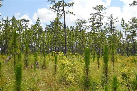 What is the State Tree of Alabama? Southern Longleaf Pine! - States Tale