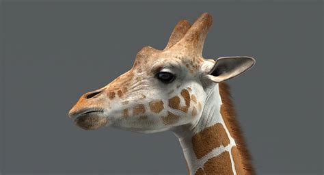 Giraffe Animated - 3D Model by Furok