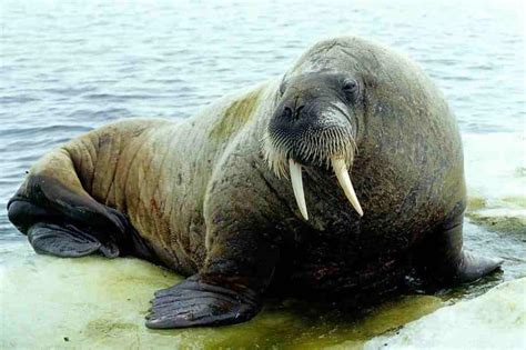 Walrus Animal Facts | Odobenus rosmarus - AZ Animals