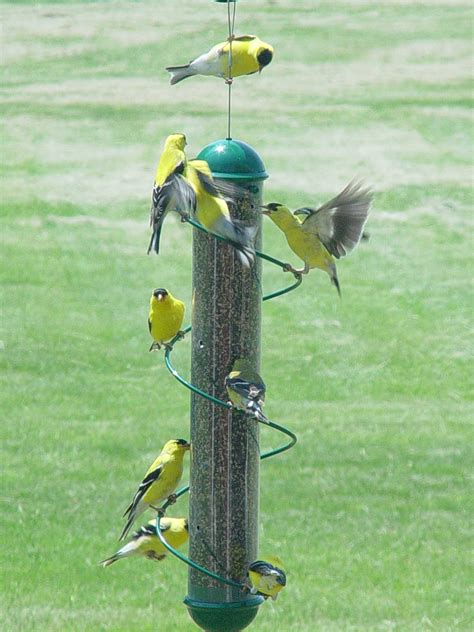 Bird Feeders For Yellow Finches | Birdcage Design Ideas