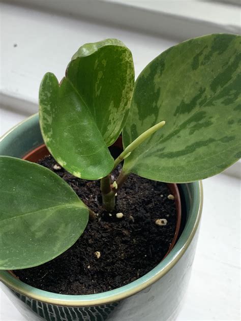 My (recently propagated) baby rubber plant is flowering! : r/plants