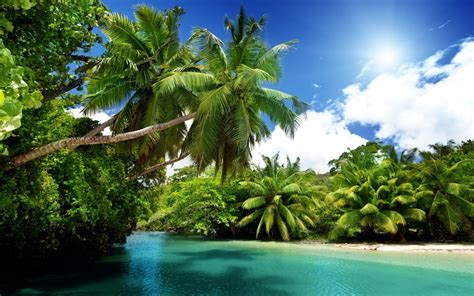 palm Trees, Nature, Landscape Wallpapers HD / Desktop and Mobile Backgrounds