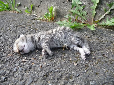 File:Dead kitten.jpg - Wikimedia Commons