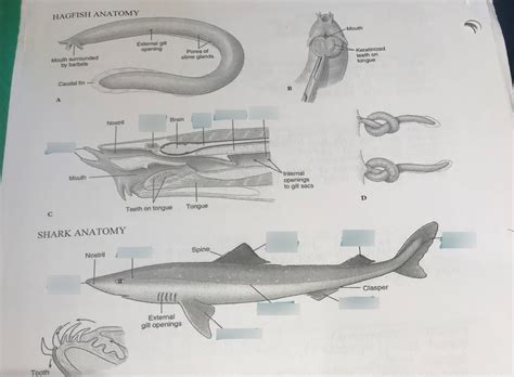 hagfish anatomy Diagram | Quizlet