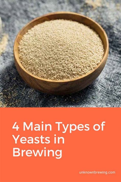 4 Main Types of Yeasts in Brewing