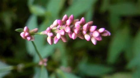 Edible & Medicinal Lady's Thumb ( Polygonum persicaria ) | Edible ...