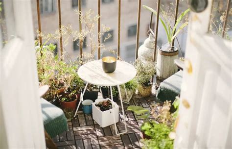 10 balcony plants for the whole year: sun and shade - DIY Gardens