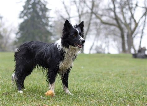 The best ways & tools on how to groom a Border Collie - BorderCollieHealth