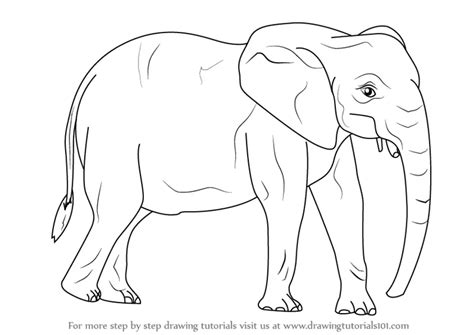 Step by Step How to Draw an African Elephant : DrawingTutorials101.com