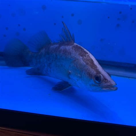 Barramundi for sale - Exotic Fish Shop - 774-400-4598