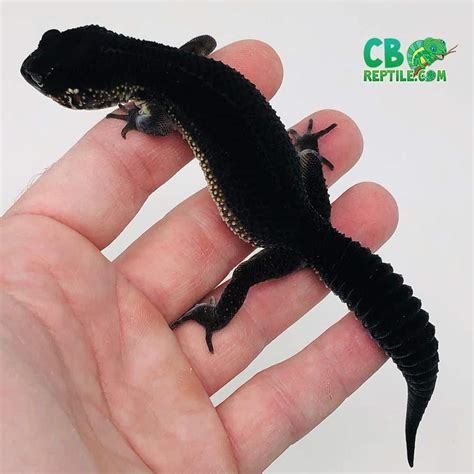 black night leopard gecko for sale | baby black night leopard geckos