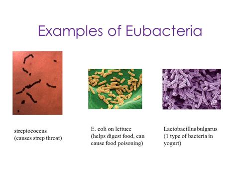 Eubacteria Examples