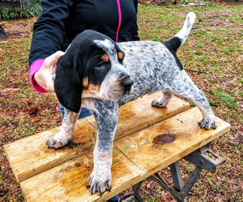 Red Haired Blue Tick Hound Puppies - Puppy And Pets