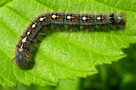 Forest Tent Caterpillar Moth - KM | Ectotherms Wiki | Fandom powered by Wikia