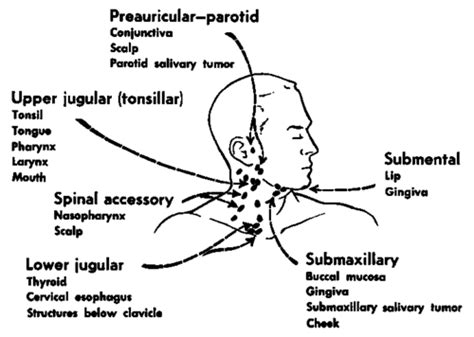 Chapter IV. Head And Neck