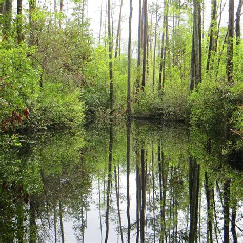 Okefenokee Swamp Park - All You Need to Know BEFORE You Go (2024)