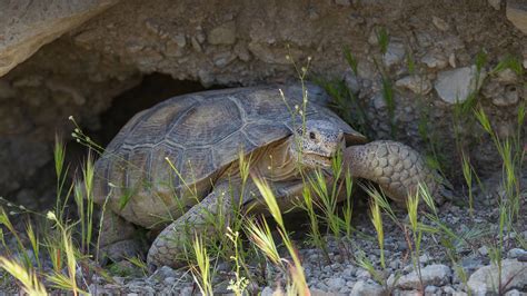 Desert Tortoise | San Diego Zoo Animals & Plants