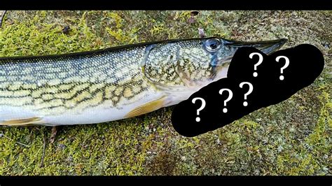 The Best Lure for Chain Pickerel - YouTube