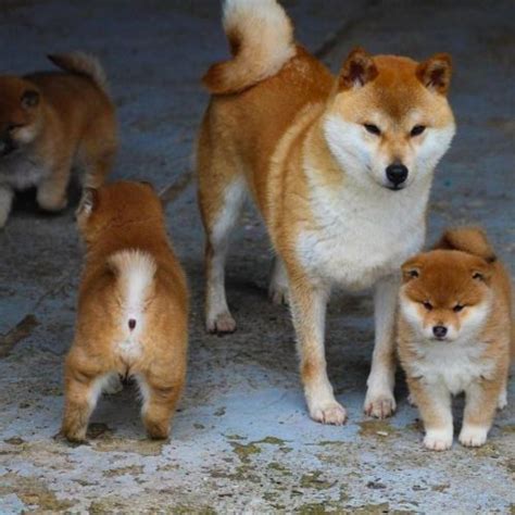 Shiba Inu vs Jindo - Breed Comparison | MyDogBreeds