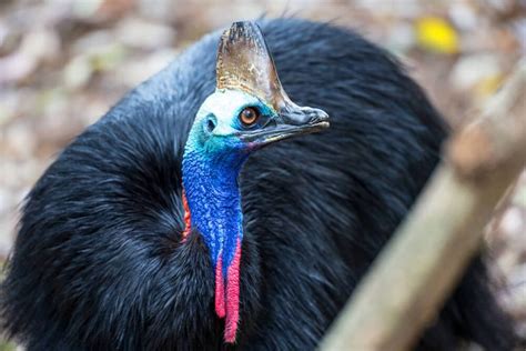 What do Cassowary Eat - Fruit or Vegetables? - Animal Favorite Foods