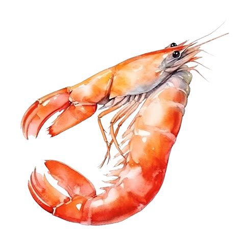 Prawn Seafood Watercolor Illustration, Prawn, Seafood, Food PNG ...