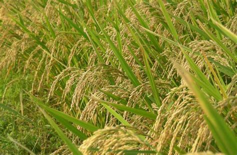 Rice Cultivation Information Guide | Agri Farming