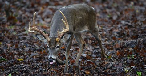 Mississippi Dept. of Wildlife to acquire 17,000 acres of land